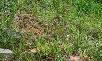 Imagem 5: ÓTIMO TERRENO DE 372M² LEVE DECLIVE NO HORTO SANTO ANTONIO, PERTO DE TUDO