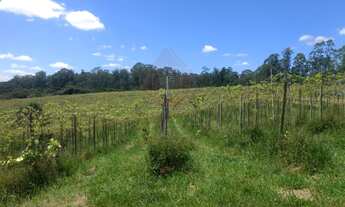 Imagem 7: SITIO COMERCIAL em JUNDIAÍ - SP, HORTO FLORESTAL