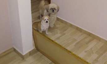 Imagem 4: Casa Residencial em MOGI GUAÇU - SP, JARDIM BELA VISTA