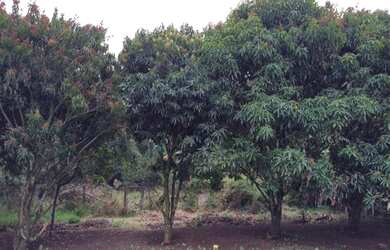 Imagem 6: Chácara Mairinque Porta do Sol