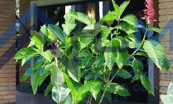 Imagem: CASA A VENDA EM UBATUBA - LAGOINHA