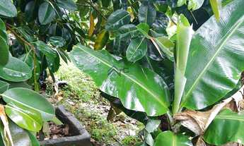 Imagem 3: CHÁCARA A VENDA EM SANTA BRANCA