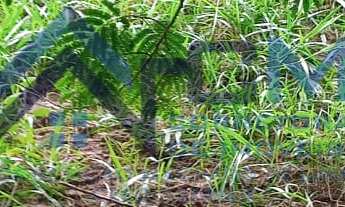 Imagem 3: TERRENO PARA VENDA EM CONDOMÍNIO VIVVA JACAREÍ RESIDENCIAL CLUBE