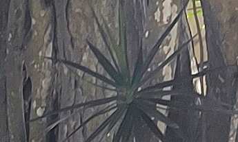 Imagem 2: CASA RESIDENCIAL em SÃO PAULO - SP, JARAGUÁ