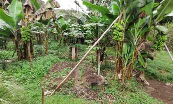 Imagem 7: CHACARA RURAL em IPATINGA - MG, IPANEMÃO