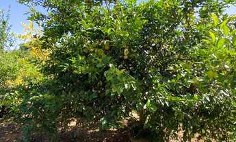 Imagem 2: CHACARA RURAL em BOM JESUS DO GALHO - MG, REVÉS DO BELEM