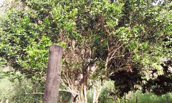 Imagem 4: CHACARA RURAL em SANTANA DO PARAÍSO - MG, CHÁCARAS PARAÍSO