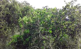 Imagem 6: CHACARA RURAL em SANTANA DO PARAÍSO - MG, CHÁCARAS PARAÍSO