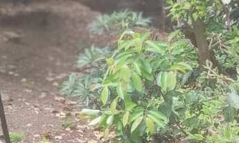 Imagem 4: TERRENO RESIDENCIAL em POÇOS DE CALDAS - MG, JARDIM SÃO PAULO