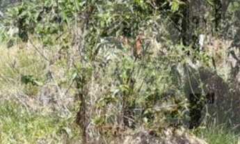 Imagem 6: TERRENO RESIDENCIAL em CAÇAPAVA - SP, GUADALUPE