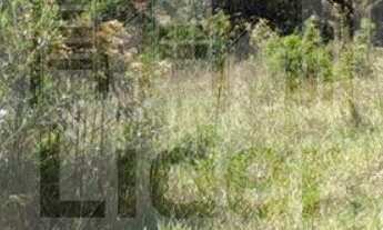 Imagem 4: TERRENO RESIDENCIAL em CAÇAPAVA - SP, GUADALUPE