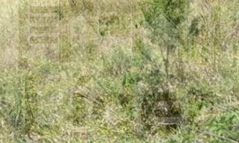 Imagem: TERRENO RESIDENCIAL em CAÇAPAVA - SP, GUADALUPE