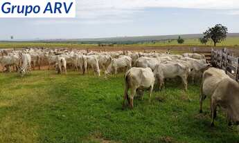 Imagem: Fazenda com 910 alqueires em Rosana SP