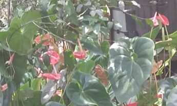 Imagem 5: CASA RESIDENCIAL em NOVA FRIBURGO - RJ, apiario abelhinha