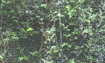 Imagem 5: Imperdível! Casa em condomínio à venda em Niterói-RJ, no bairro Santa Rosa. 3 quartos, 1 s