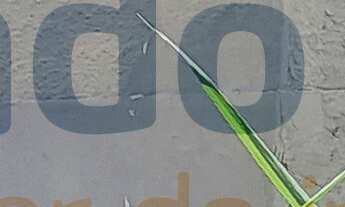 Imagem 3: Casa à venda no Pé Pequeno, com três dormitórios