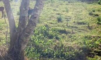 Imagem: Oportunidade imperdível Chácara à venda