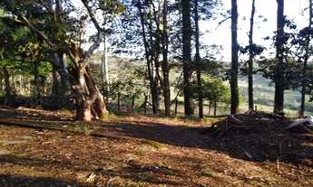 Imagem 2: Vendo chácara localizada dentro da cidade de Piraguinho, são 2500 m² de área bem arborizad