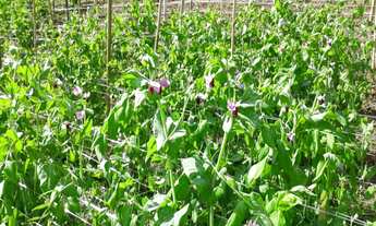 Imagem: Vendo área com 10.88.71 ha certificada