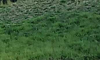 Imagem: Vendo chácara em condomínio fechado em