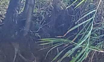 Imagem: TERRENO RESIDENCIAL em ITAJUBÁ - MG, BAHAMAS