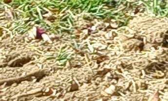 Imagem 2: Vendo uma chácara linda, com pequeno pomar e com ótima localização no bairro Retiro, muito