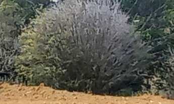 Imagem 6: Vendo uma chácara linda, com pequeno pomar e com ótima localização no bairro Retiro, muito