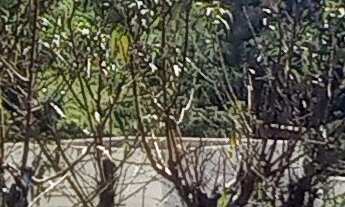 Imagem: Vendo uma casa incrível no Sol Nascente