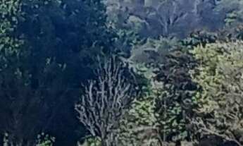 Imagem 5: Vendo uma chácara linda, com pequeno pomar e com ótima localização no bairro Retiro, muito