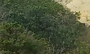 Imagem 7: Vendo uma chácara linda, com pequeno pomar e com ótima localização no bairro Retiro, muito