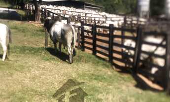 Imagem: FAZENDA RURAL em MARZAGÃO - GO, ZONA RURAL
