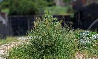 Imagem 7: TERRENO PLANO JARDIM UMUARAMA OSASCO, com 1.000,00m2 (20,00m x 50,00M2), proximo séde mat