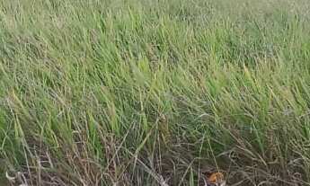 Imagem 2: Otimo terreno à venda no Residencial Villa Verde em Bragança Paulista-SP