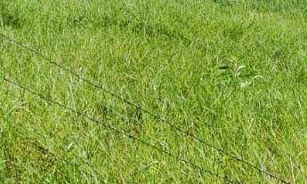 Imagem 6: FAZENDA RURAL em Tijucas do Sul - PR, Potinga