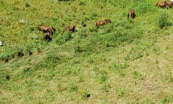 Imagem 7: FAZENDA RURAL em Tijucas do Sul - PR, Potinga
