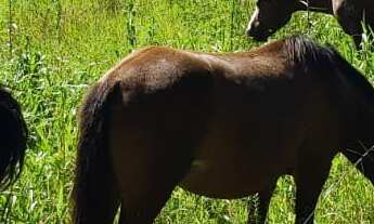 Imagem: FAZENDA RURAL em Tijucas do Sul - PR, Potinga
