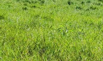 Imagem 5: FAZENDA RURAL em Tijucas do Sul - PR, Potinga