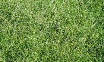 Imagem 4: FAZENDA RURAL em Tijucas do Sul - PR, Potinga