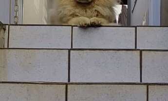 Imagem 5: CASA RESIDENCIAL em BRAGANÇA PAULISTA - SP, JARDIM SANTA PAULINA