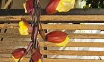 Imagem 5: Casa à venda Condomínio Reserva da Mata em Jundiaí. Porteira fechada