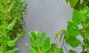 Imagem: Casa à venda Condomínio Reserva da Mata