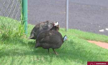 Imagem 6: VENDA TERRENO EM CONDOMINIO TERRAVISTA RESIDENCE MIRASSOL