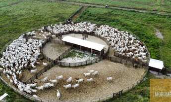 Imagem 2: Fazenda para lotear 524 hectares ou 5.240.000 mil M2 a 90 kms da Capital de São Paulo