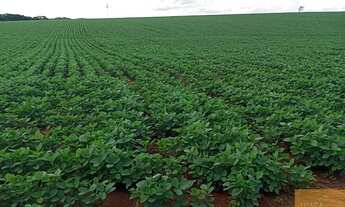 Imagem 7: Fazenda à venda: 99 alqueires na cidade de Araçoiaba (Interior de SP) - EXCELENTE OPORTUNI