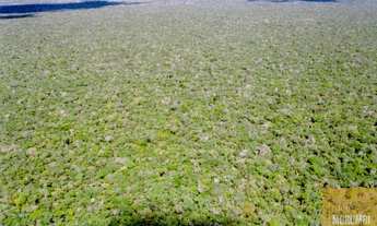 Imagem 2: Fazenda a Venda 93.000 HECT. com pista de pouso. Bom Jesus de Piaui R$ 520.000.000,00