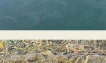 Imagem 2: Fazenda com 4.867,00 hectares em TO: Oportunidade Imperdível!