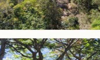 Imagem 3: Fazenda com 4.867,00 hectares em TO: Oportunidade Imperdível!