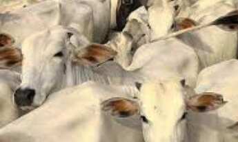 Imagem 4: Fazenda com 4.867,00 hectares em TO: Oportunidade Imperdível!