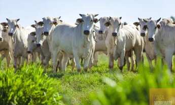 Imagem: Fazenda com 4.867,00 hectares em TO Oportunidade