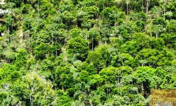 Imagem: Área à venda em Borba Amazonas 71.000,00